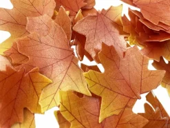 Edible Fall Leaves Set of 35 Thanksgiving Cake Decorations,(Brown)