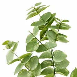 Eucalyptus Branch by Ashland®