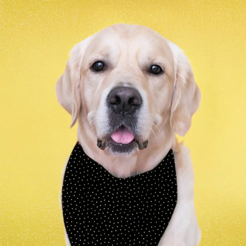 Fabric Traditions Gold Glitter Stars on Black Cotton Quilting Fabric