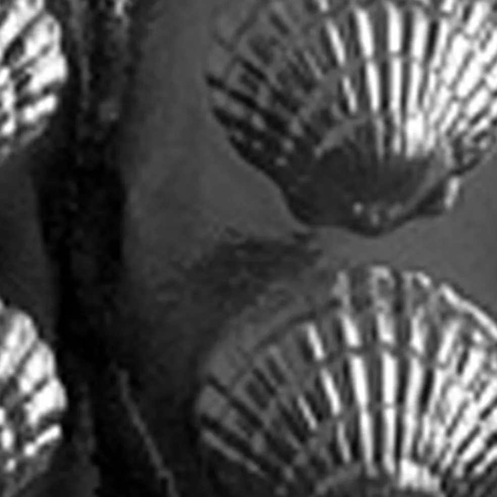 Fancy Shells Chocolate Mold
