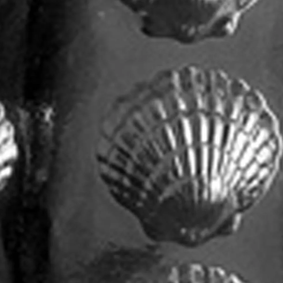 Fancy Shells Chocolate Mold