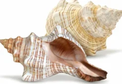 Fox Striped Conch - 2pc 5-6 inch - Large Sea Shells for Wedding Decor and Beach Themed Party - Handpicked Natural Conch Shell for Crafts and Sea Shells Decoration
