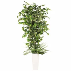 6ft. Artificial Ficus Microcarpa Tree in White Decorative Pot