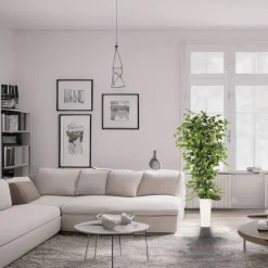6ft. Artificial Ficus Microcarpa Tree in White Decorative Pot