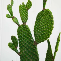 2ft. Cactus Plant in White Planter