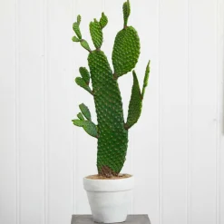 2ft. Cactus Plant in White Planter