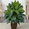 2.9ft. Cordyline Plant in Decorative Planter
