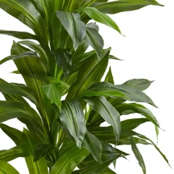 4ft. Dracaena Plant in Sand Colored Planter