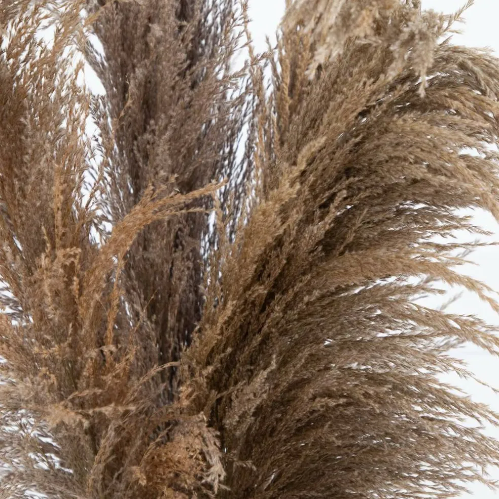 2.5ft. Dried Natural Pampas Arrangement in Ceramic Vase