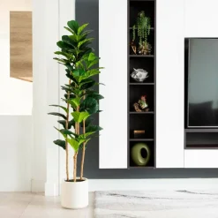 6ft. Fiddle Leaf Tree in Decorative White Planter