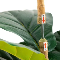 6ft. Fiddle Leaf Tree in Decorative White Planter