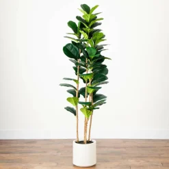 6ft. Fiddle Leaf Tree in Decorative White Planter
