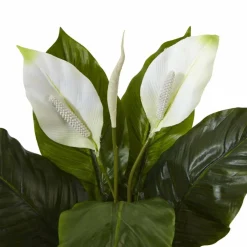 2ft. Peace Lily Plant in Glossy Glass Planter