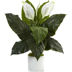 2ft. Peace Lily Plant in Glossy Glass Planter