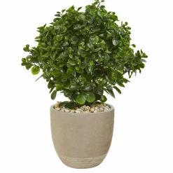 2.5ft. Peperomia Plant in Sand Stone Planter