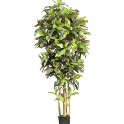 6ft. Potted Croton Tree
