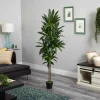 6ft. Potted Dracaena Plant