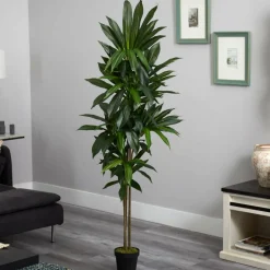 6ft. Potted Dracaena Plant