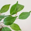 5ft. Potted Ficus Tree