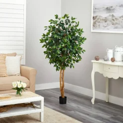 5ft. Potted Ficus Tree