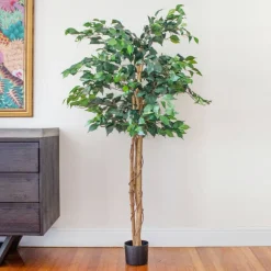 5ft. Potted Ficus Tree