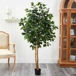 5ft. Potted Ficus Tree