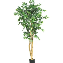 5ft. Potted Ficus Tree