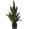 2ft. Potted Snake Plant