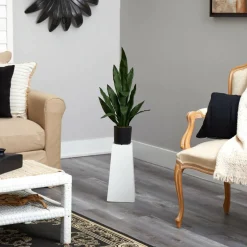2ft. Potted Snake Plant