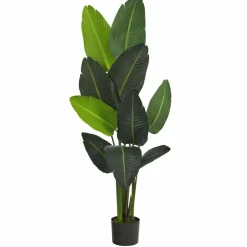 4.8ft. Potted Traveler's Palm Tree