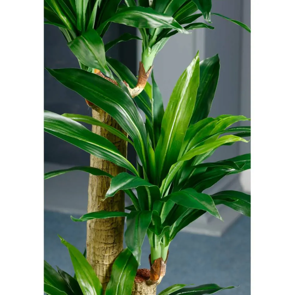 5 Ft. Tropical Dracaena Tree