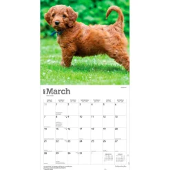Goldendoodles | 2027 12 x 24 Inch (Hanging) Monthly Square Wall Calendar | Plastic-Free
