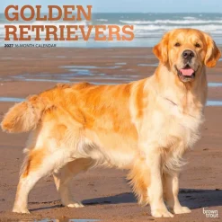 Golden Retrievers | 2027 12 x 24 Inch (Hanging) Monthly Square Wall Calendar | Foil Stamped Cover | Plastic-Free
