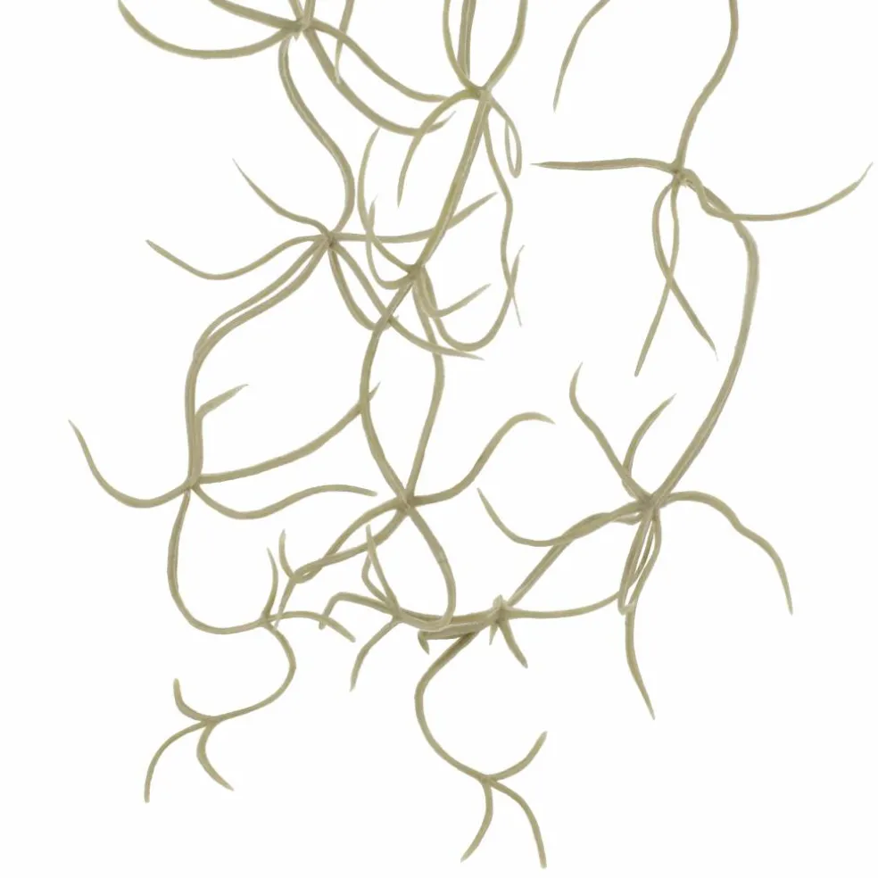 10" Gray Hanging Spanish Moss Pick by Ashland®