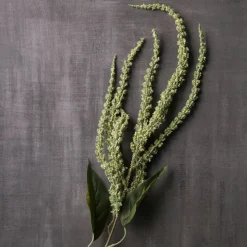Green Amaranthus Stem by Ashland®