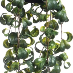 25" Green Potted Hanging Curly Ficus by Ashland®