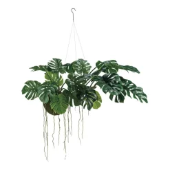 Hello Honey® 51" Lush Green Hanging Monstera Kokedama