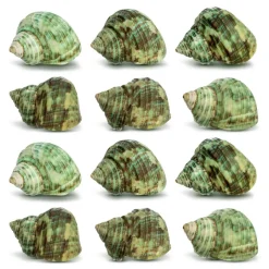 Hermit Crab Shells .75"-1.5" Turbo Shell 12 Pack Green Stenuous Shells