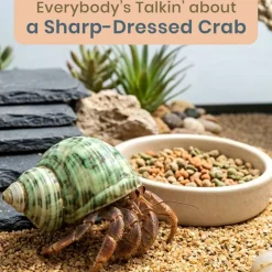Hermit Crab Shells .75