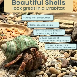 Hermit Crab Shells .75