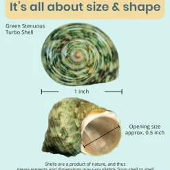 Hermit Crab Shells .75