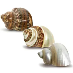 Hermit Crab Shells Turbo Shells 1 Brown, 1 Banded, & 1 White Pearlized Shell