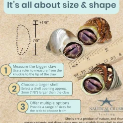 Hermit Crab Shells Turbo Shells 1 Brown, 1 Banded, & 1 White Pearlized Shell