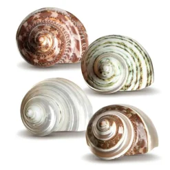 Hermit Crab Shells 2-2.5" Turbo Shells 4 Assorted Shells
