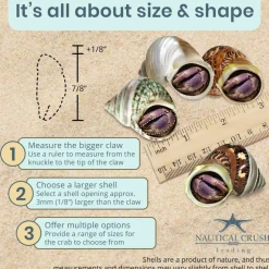 Hermit Crab Shells 2-2.5