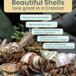 Hermit Crab Shells 2-2.5