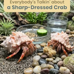Hermit Crab Shells 3