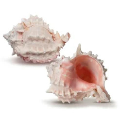 Hermit Crab Shells 3