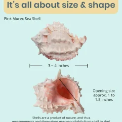 Hermit Crab Shells 3