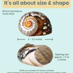 Hermit Crab Shell 3